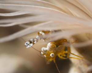 Squat shrimp by James Deverich 